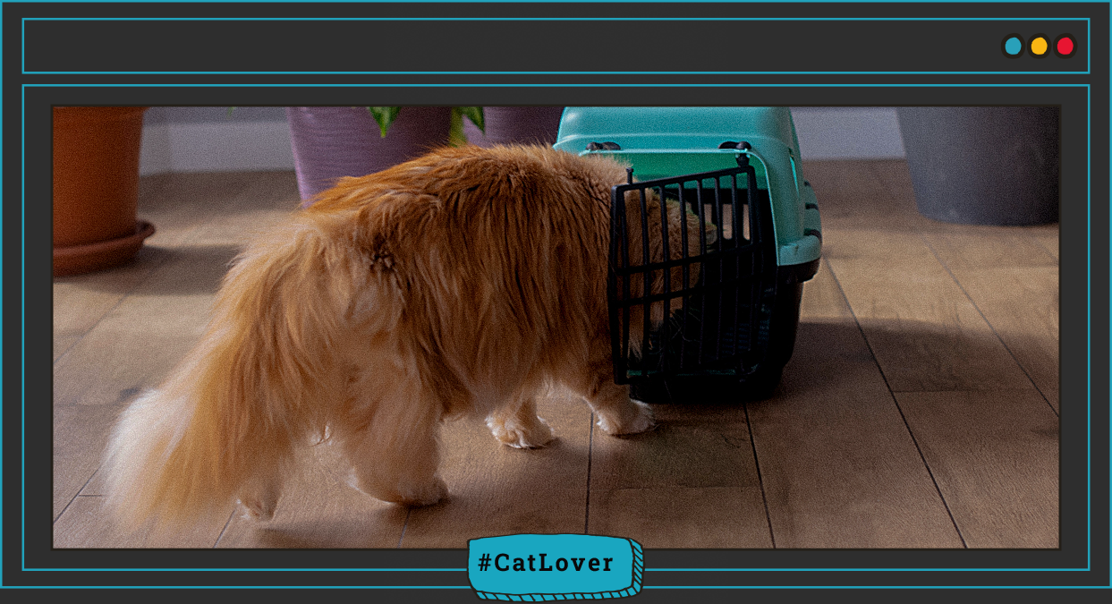 cómo limpiar y mantener el guacal de mi gato